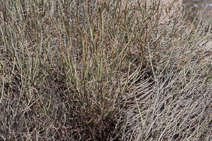 Senna armata (spiny senna, desert senna, desertsenna)
