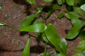 Sericocarpus asteroides (toothed white-topped aster, toothed whitetop aster)