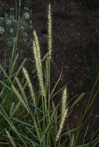 Setaria verticillata (hooked bristlegrass, rough bristle-grass, bristly foxtail)