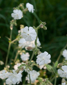 Silene latifolia (white campion, bladder campion, evening lychnis, wide-leaved bladder catchfly)
