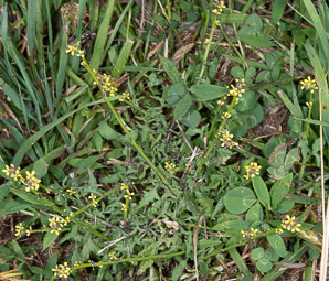 Sisymbrium officinale (hedge mustard, hedgemustard)