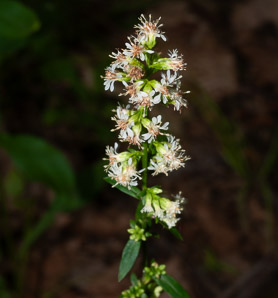 Solidago bicolor (silverrod, white goldenrod)