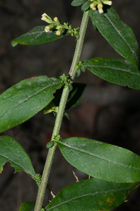 Solidago bicolor (silverrod, white goldenrod)