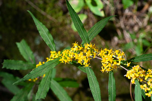 Solidago caesia (wreath goldenrod, blue-stemmed goldenrod, early goldenrod)