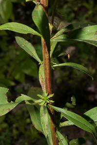 Solidago juncea (early goldenrod)
