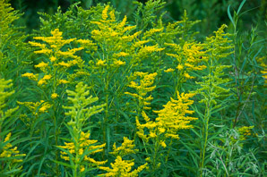 Solidago juncea (early goldenrod)