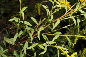 Solidago juncea (early goldenrod)