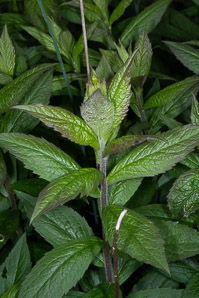 Solidago rugosa (rough-stemmed goldenrod, wrinkleleaf goldenrod)