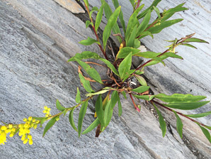 Solidago sempervirens (seaside goldenrod, salt-marsh goldenrod)