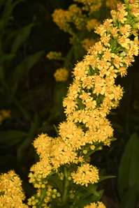 Solidago sempervirens (seaside goldenrod, salt-marsh goldenrod)