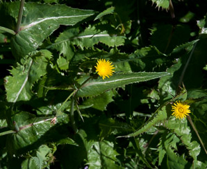 Sonchus asper (spiny-leaved sow-thistle, spiny sowthistle, prickly sowthistle, spiny-leaved sow thistle, rough sow-thistle, rough milk thistle)