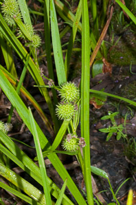 Sparganium americanum (bur reed, American bur-reed)