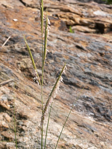 Spartina alterniflora (smooth cordgrass, saltmarsh cordgrass, salt-water cordgrass)