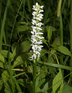 Spiranthes romanzoffiana (hooded ladies’-tresses, hooded lady’s tresses)