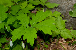 Stylophorum diphyllum (yellow wood poppy, celandine poppy)
