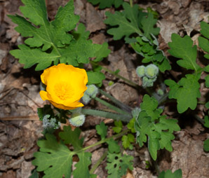 Stylophorum diphyllum (yellow wood poppy, celandine poppy)