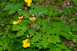 Stylophorum diphyllum (yellow wood poppy, celandine poppy)