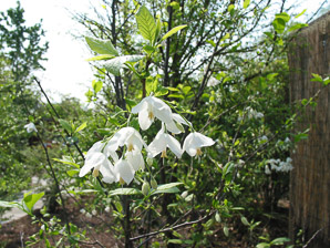 Styrax americanus (snowbell, American snowbell)