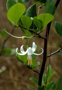 Styrax americanus (snowbell, American snowbell)