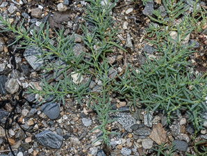 Suaeda maritima (common seablite, herbaceous seepweed)