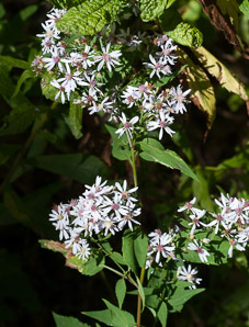 Symphyotrichum cordifolium (heart-leaved aster, broad-leaved aster, common blue wood aster)