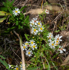 Symphyotrichum racemosum (small white aster, small-flowered white aster, smooth white oldfield aster)