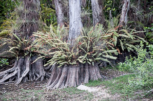 Taxodium distichum (bald cypress, baldcypress, cypress, southern cypress, white-cypress, red-cypress, swamp cypress, pond cypress, tidewater red-cypress, gulf-cypress, pondcypress, bald-cypress, southern-cypress)