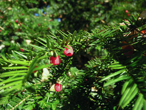 Taxus baccata (yew, English yew)