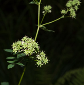 Thalictrum revolutum (waxy-leaf meadow-rue, purple meadowrue, skunk meadowrue, waxy meadowrue, waxyleaf meadow-rue)