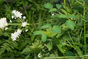 Thalictrum revolutum (waxy-leaf meadow-rue, purple meadowrue, skunk meadowrue, waxy meadowrue, waxyleaf meadow-rue)