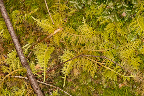 Thuidium delicatulum (delicate fern moss, fern moss, common fern moss, delicate thuidium moss)