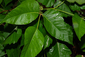Toxicodendron radicans (poison ivy, Eastern poison ivy)