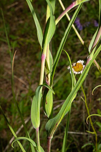 Tragopogon pratensis (meadow salsify, jack-go-to-bed-at-noon, showy goat’s-beard, meadow goat’s-beard, meadow goat’s beard)