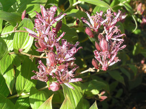 Tricyrtis hirta (toad lily, toadlily)