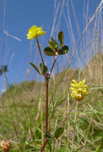 Trifolium campestre (low hop clover, hop trefoil, field clover)