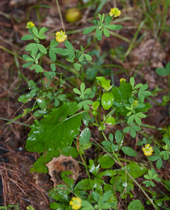 Trifolium dubium (least hop clover, small hop clover, suckling clover)