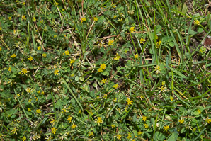 Trifolium dubium (least hop clover, small hop clover, suckling clover)