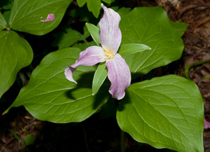 Trillium L. (trillium)