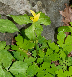 Trillium luteum (yellow trillium, yellow wakerobin)