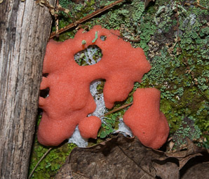 Tubifera ferruginosa (raspberry slime mold, red raspberry slime mold)