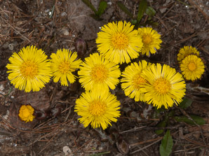 Tussilago farfara (coltsfoot, ass’s foot, bull’s foot, butterbur, coughwort, farfara, foal’s foot, foalswort, horse foot, winter heliotrope)