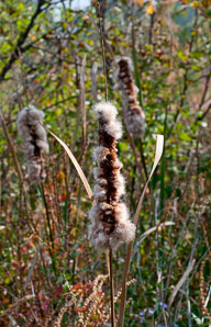 Typha latifolia (common cattail, bulrush, common bulrush, broadleaf cattail, great reedmace, Cooper’s reed, cumbungi, narrow-leaved cattails)