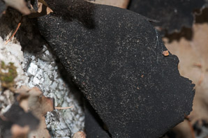Umbilicaria mammulata (smooth rock tripe, navel lichen)