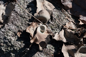 Umbilicaria mammulata (smooth rock tripe, navel lichen)