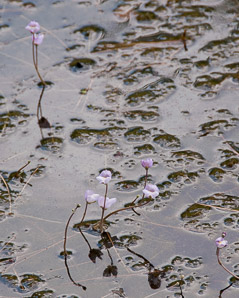 Utricularia purpurea (purple bladderwort, eastern purple bladderwort)