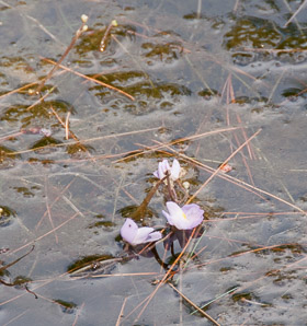 Utricularia purpurea (purple bladderwort, eastern purple bladderwort)