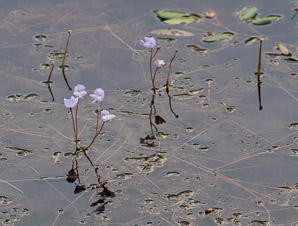 Utricularia purpurea (purple bladderwort, eastern purple bladderwort)