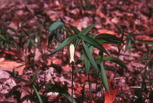 Uvularia sessilifolia (sessile bellwort, wild oats, sessile-leaved bellwort, sessileleaf bellwort)