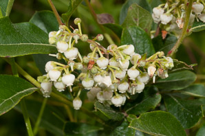 Vaccinium fuscatum (black highbush blueberry)