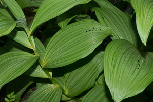 Veratrum viride (false hellebore, green false hellebore, Indian poke, American hellebore)